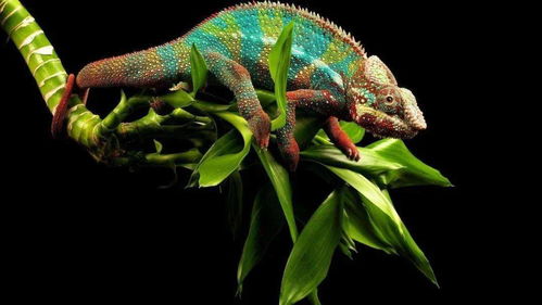 高中生物二輪復習微專題精講 聚焦核心，構建網絡